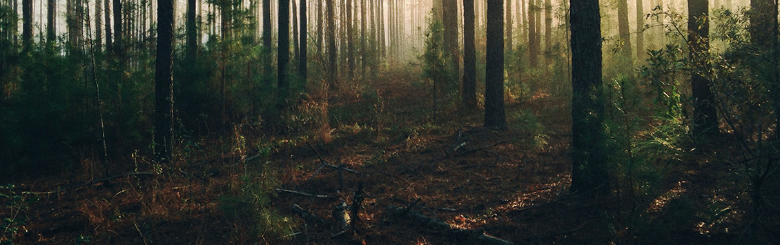 OCA Global apoya al Gobierno de Líbano a promover la gestión forestal sostenible