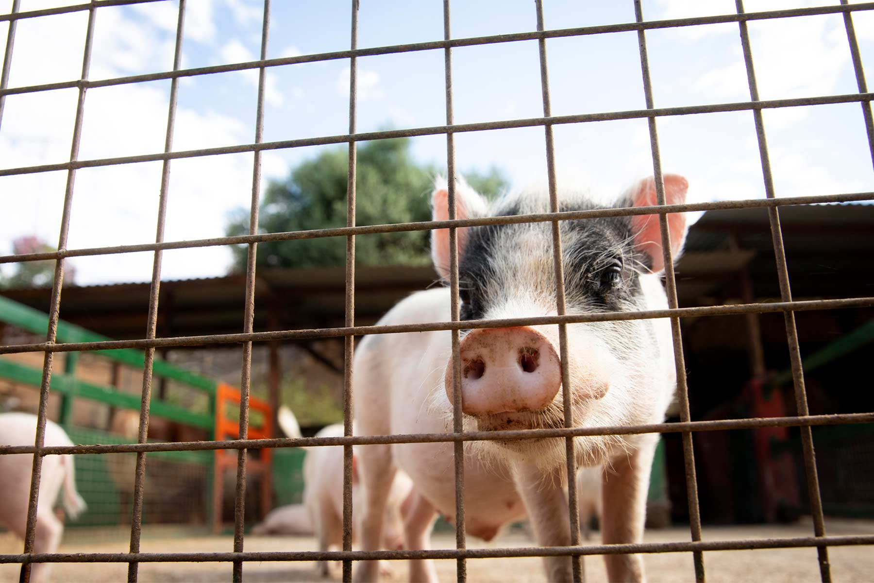 La nueva certificación de bienestar animal en transporte ya es una realidad